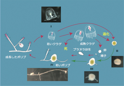 ベニクラゲ 寿命