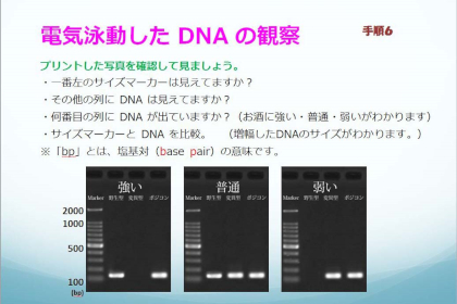 DNA実習の様子