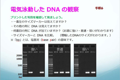DNA出前講座＠千葉県立千葉東高等学校