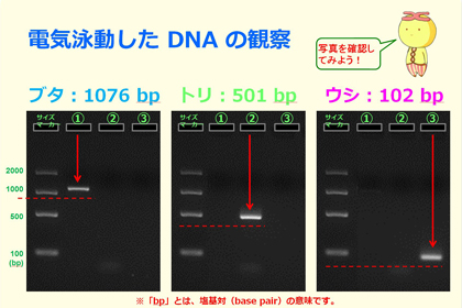 DNA出前講座