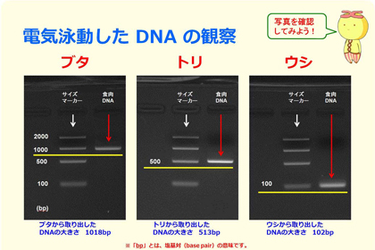 DNA出前講座