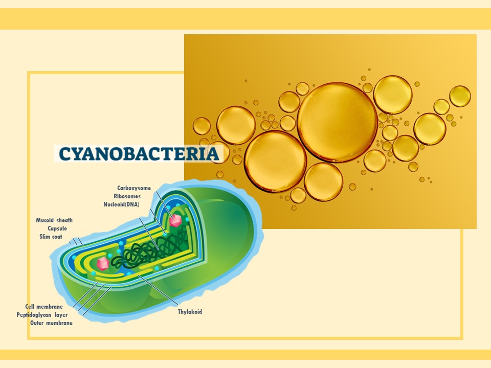 世界初、燃料物質である”油“を細胞外に生産する微細藻類の作製に成功  