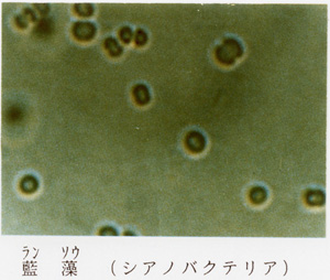 藍藻　シアノバクテリア
