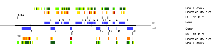Gene organization of MSL1