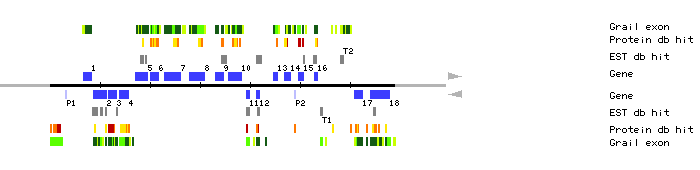 Gene organization of K11J9