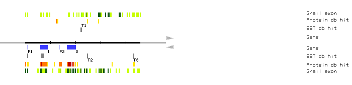 Gene organization of K12G2