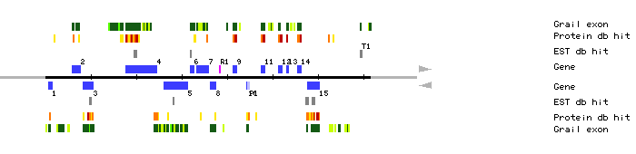 Gene organization of K15E6