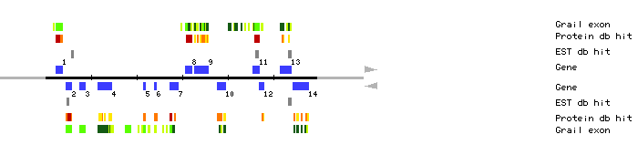 Gene organization of K15I22