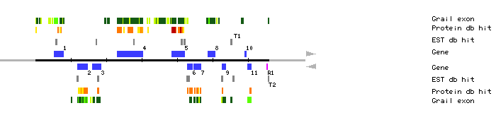 Gene organization of K15N18