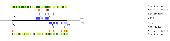 Gene organization of K16H17