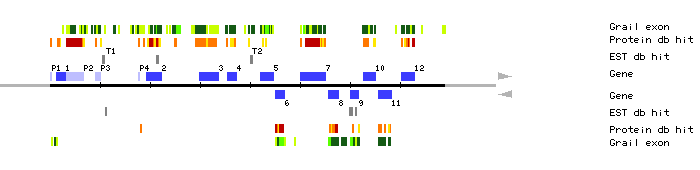 Gene organization of K16L22