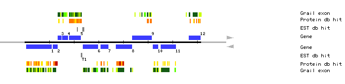 Gene organization of K18C1