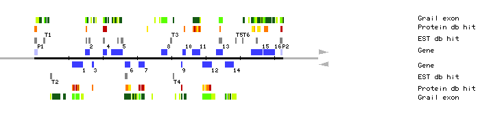 Gene organization of K18I23