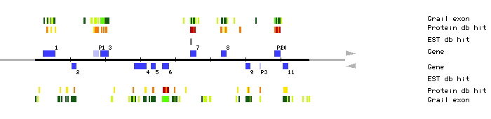 Gene organization of K18L3