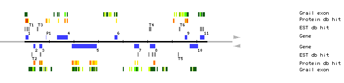 Gene organization of K18P6