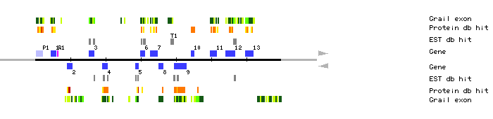 Gene organization of K19B1