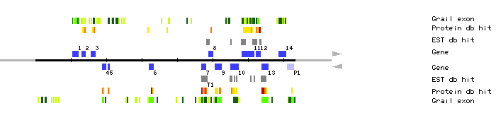 Gene organization of K19E1