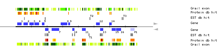Gene organization of K19M22