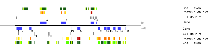 Gene organization of K19P17