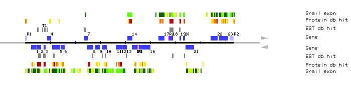 Gene organization of K1F13
