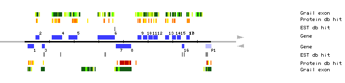 Gene organization of K21C13