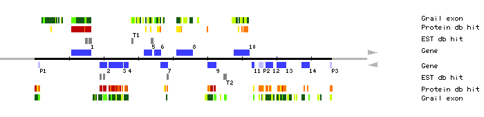 Gene organization of K21P3