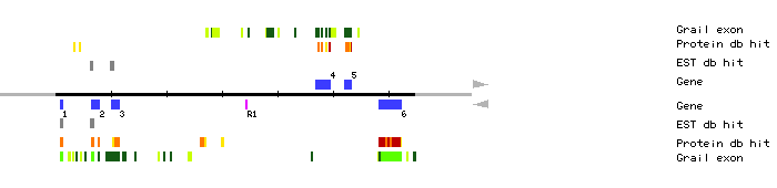 Gene organization of K22F20