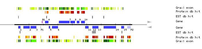 Gene organization of K23L20