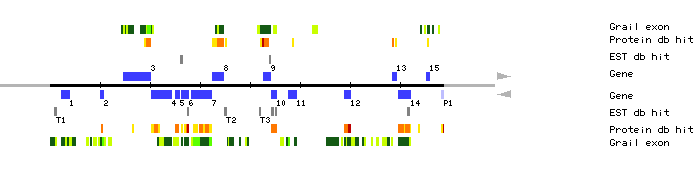 Gene organization of K24G6
