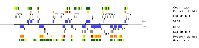 Gene organization of K2A18