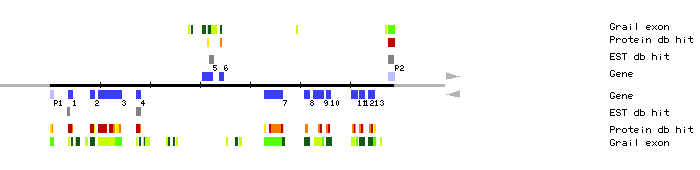 Gene organization of K3K3