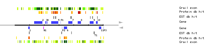 Gene organization of K9D7