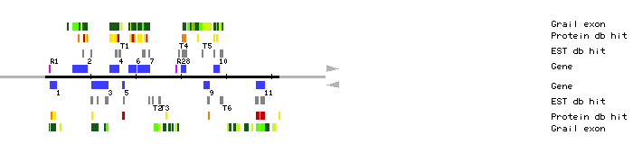 Gene organization of K9I9