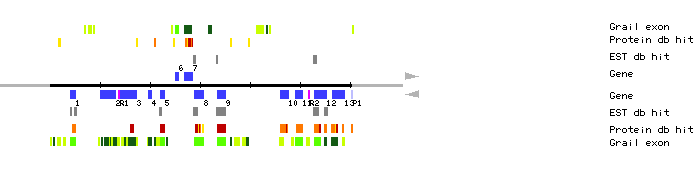 Gene organization of K9L2