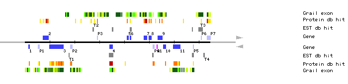 Gene organization of MAC12