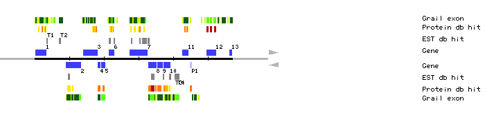 Gene organization of MAC9