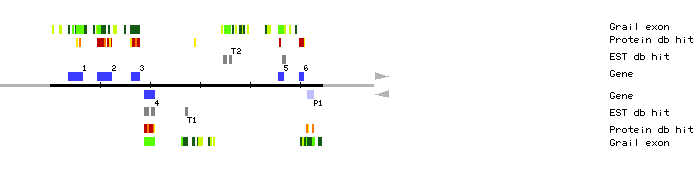 Gene organization of MAE1