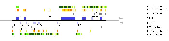 Gene organization of MAF19