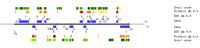 Gene organization of MAH20
