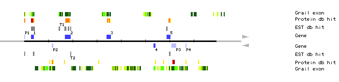 Gene organization of MBB18