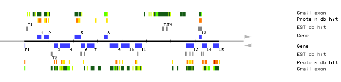 Gene organization of MBD2