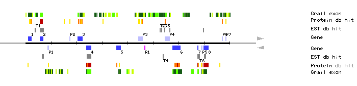 Gene organization of MBG8