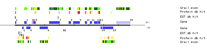 Gene organization of MBK20