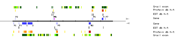Gene organization of MBK23