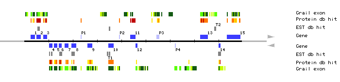 Gene organization of MBK5