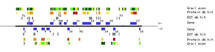 Gene organization of MCA23