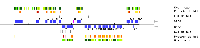 Gene organization of MCD7