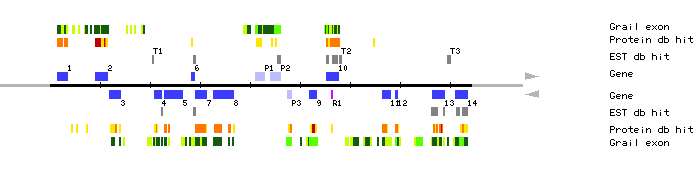 Gene organization of MCL19