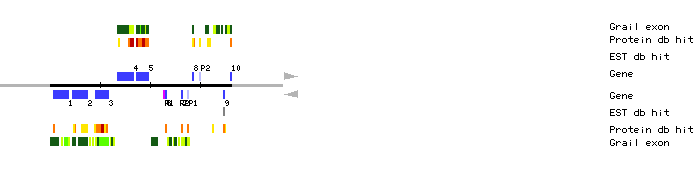 Gene organization of MCM23