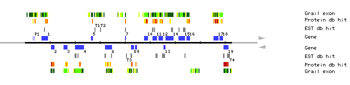 Gene organization of MCO15
